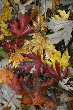 Fall_Leaves (3)