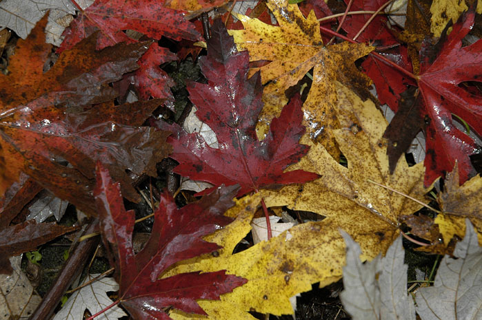 Fall_Leaves (4)